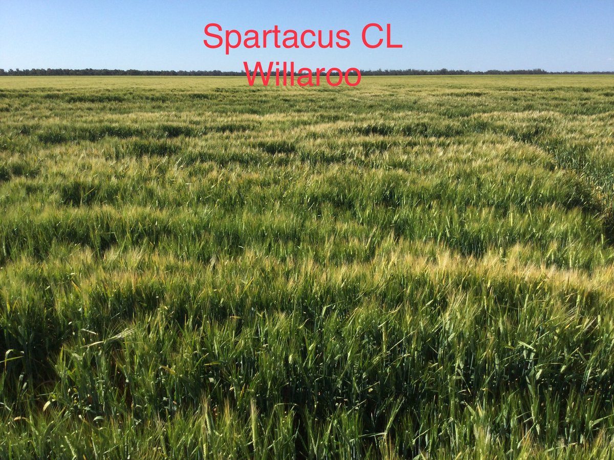 ⁦<a href="/InterGrain1/">InterGrain</a>⁩ Spartacus CL looking great in NW NSW