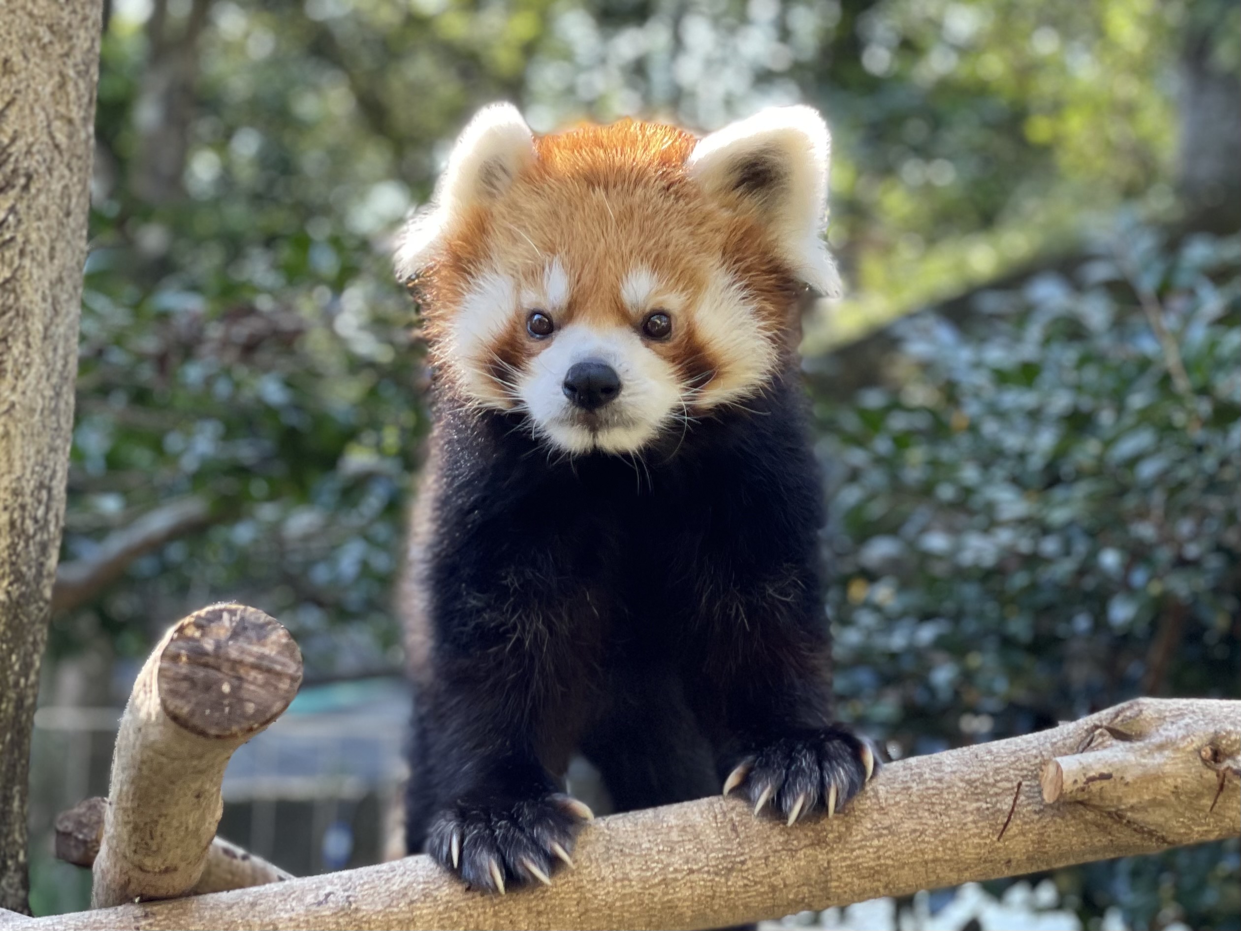 تويتر レッサーパンダ البحث في تويتر