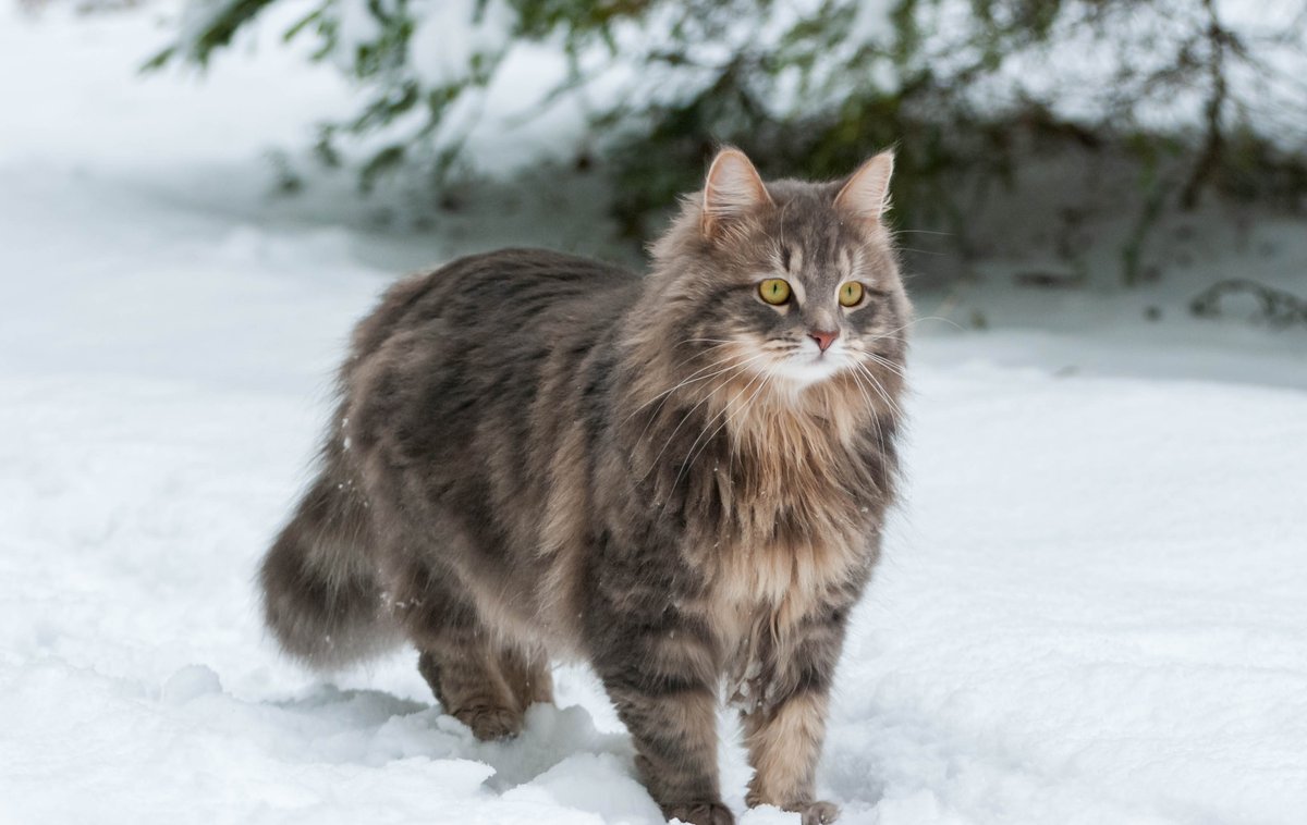 #JeudiPhoto Le Sibérien 😻 Paré pour l'hiver ! Tout savoir sur cette race de #chat dans le numéro 44 Matou Chat (oct - nov 2021) matouchat.fr/produit/matou-…