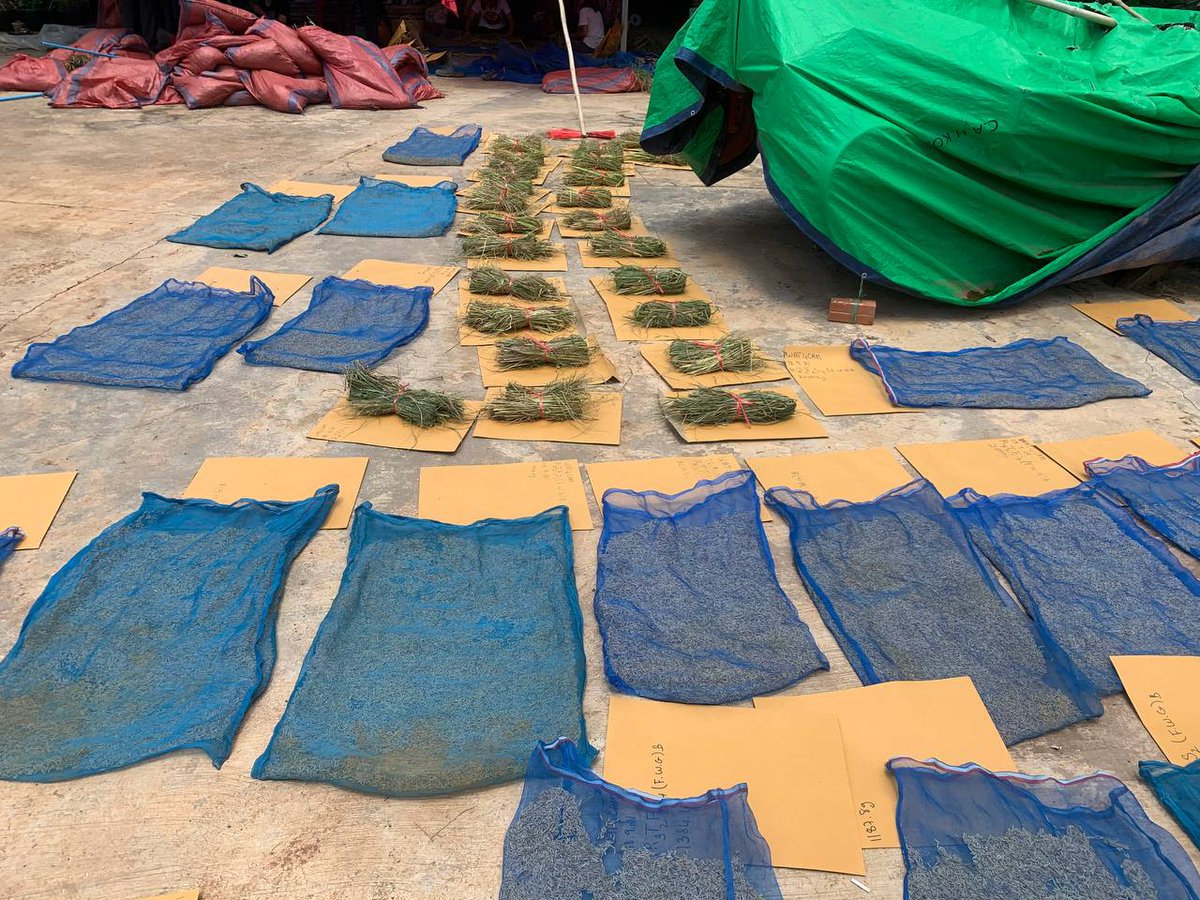 MathildeSester's tweet photo. Continue yield component assessment at reang kesei experimental site testing #agroecology rice cropping systems #teamwork @Cirad @AidaDirecteur https://t.co/dZiFqF1ew9