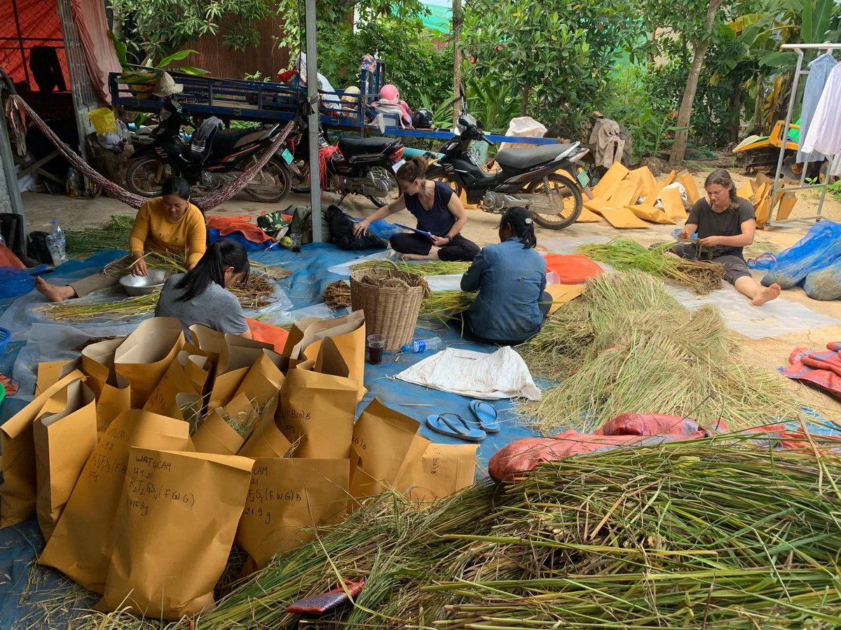 MathildeSester's tweet photo. Continue yield component assessment at reang kesei experimental site testing #agroecology rice cropping systems #teamwork @Cirad @AidaDirecteur https://t.co/dZiFqF1ew9
