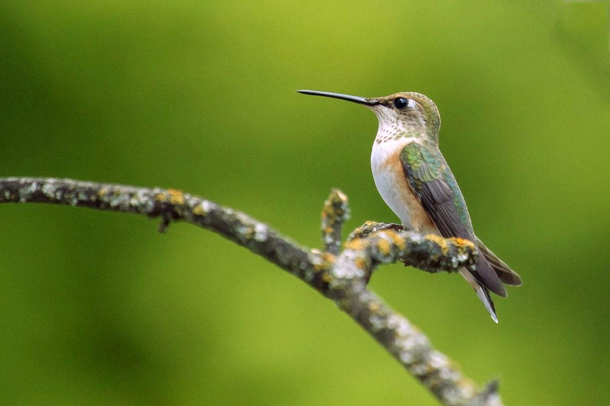 #birdbot