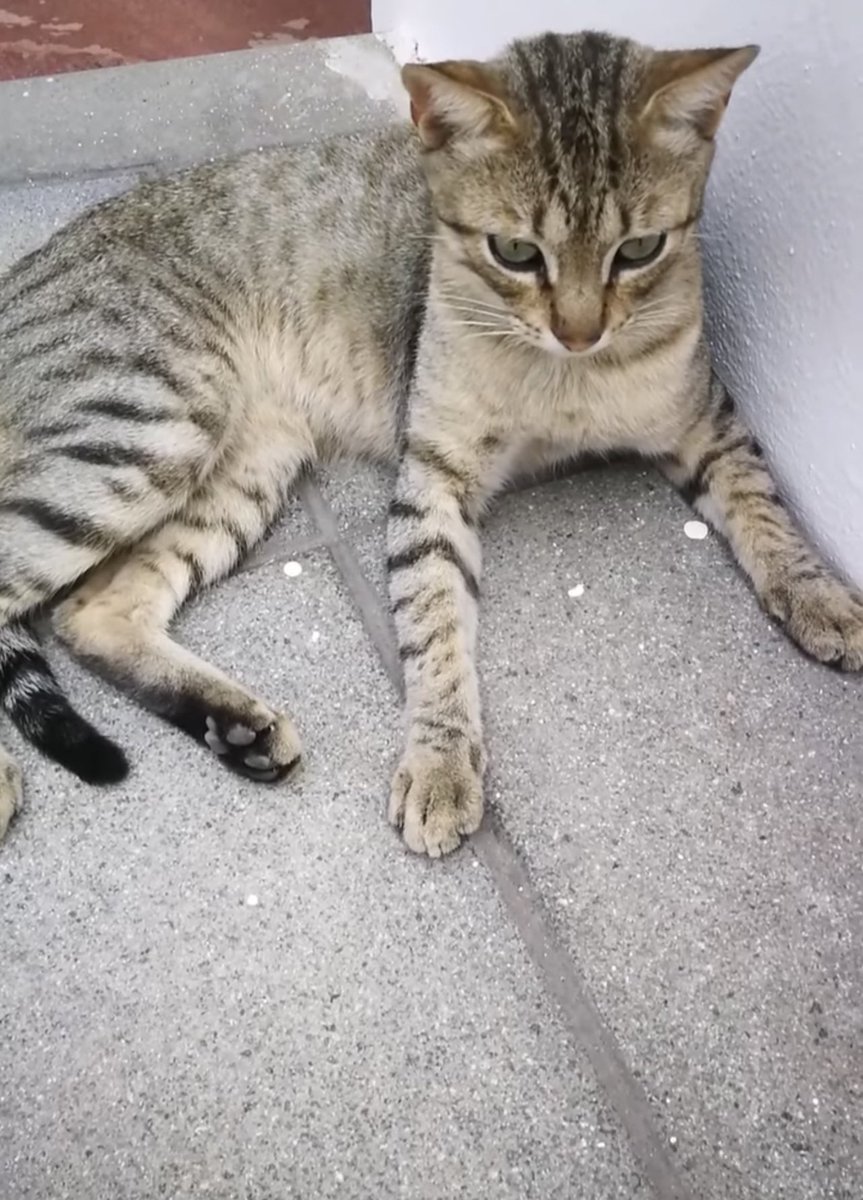 PeludosAngeles's tweet photo. Estoy en Cabo de Gata y vivo en la calle. Soy un gatito joven que maullo pidiendo caricias y comida. Quieren encontrarme una familia que me adopte. Quieres ser tú?. Contacto 637097367. Gracias. https://t.co/UhTwUx4cNV