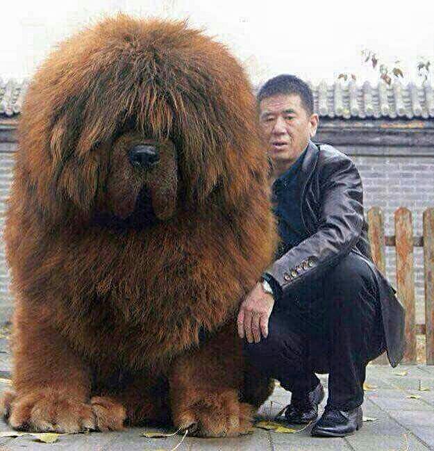 how tall can a tibetan mastiff get