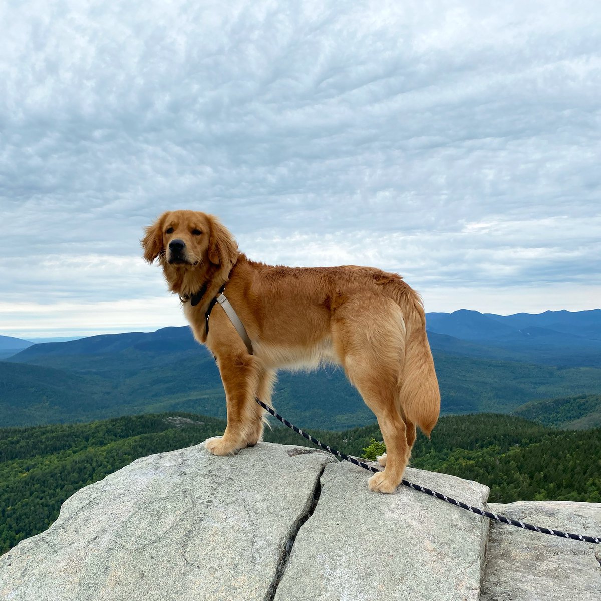 Caitlyn Desir, MD tweet media