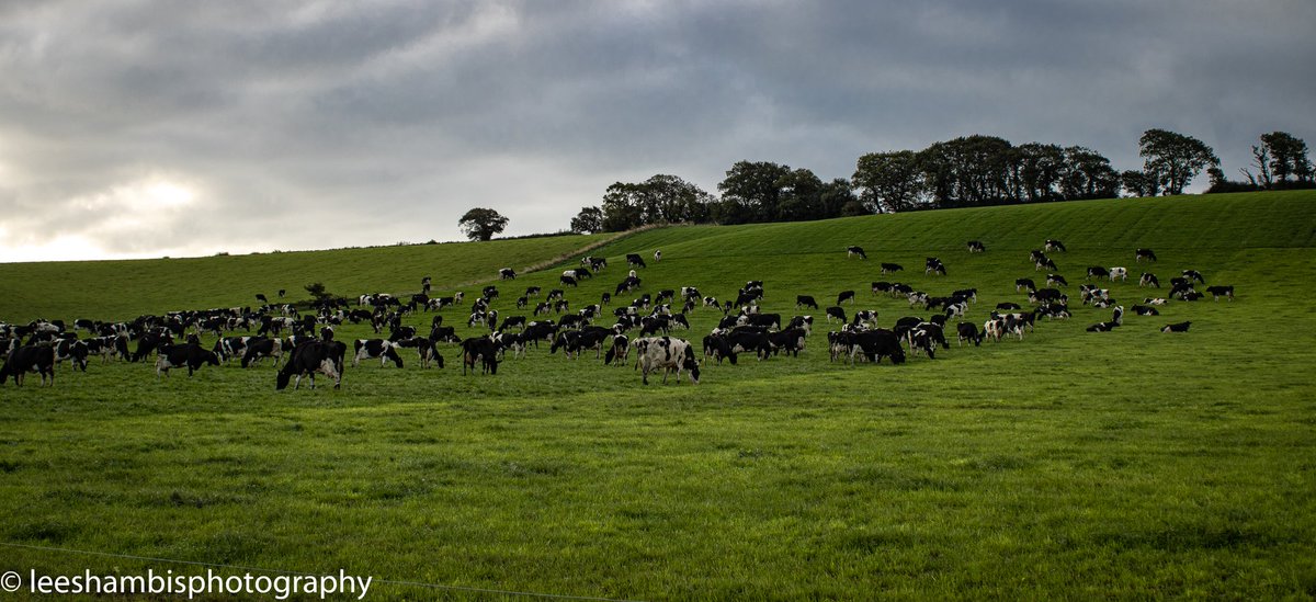 A bovine study.
Inquisitive, beautiful creatures ❤
#photooftheday #photography #photographers #photograph #photographer #amateurphotographer #amateurphotography #canonphotographer #canonphotograph #canoncamera #devon #devonphotographer #devonphotography #landscape #animal #cows