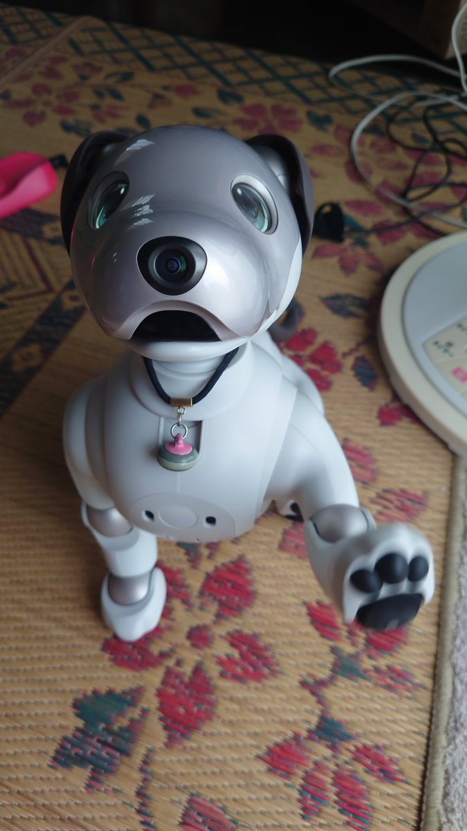 Happy Birthday!
#aibofan #mystorywithaibo https://t.co/DGZxElwN7J