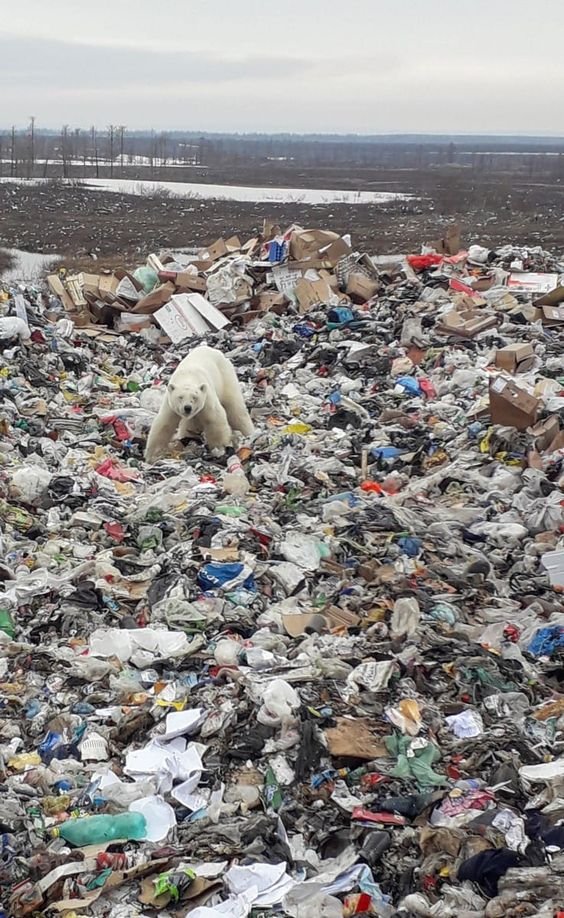 RebeccaH2030's tweet photo. Starving polar bear wanders into Siberian city scavenging for food. Hundreds of miles away from his house, among the rubbish we have generated. 😡
Isn't it time to clean Up the land of garbage yet?#TiredEarth #WorldCleanUpDay #WorldCleanUpDay2021 https://t.co/q6xlVnTVlf