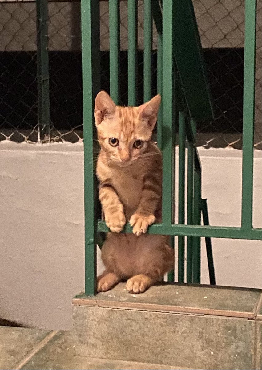 ccsvitreat's tweet photo. I mean, just look at her! Love this little kitty. #GreekKittens #GreekStrays https://t.co/4zNpAKg4fC