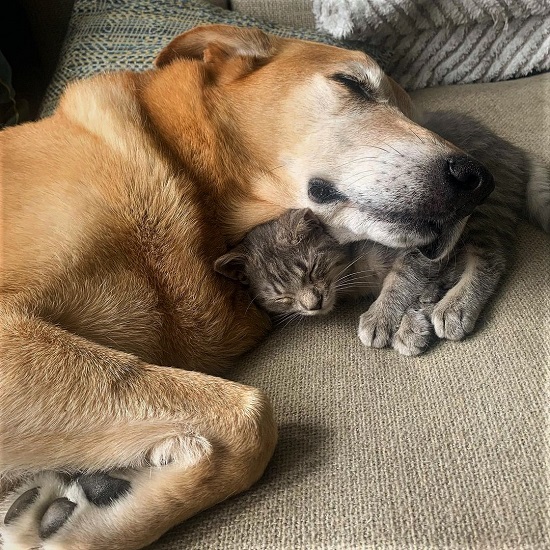 StefSMagi's tweet photo. Turns out kittens make great pillows ... !!

📷raylan_the_dog
                  Ig https://t.co/t44JylbYXO