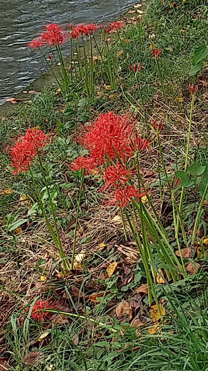 彼岸花はちゃんとお彼岸に咲くから凄い。わかってる。