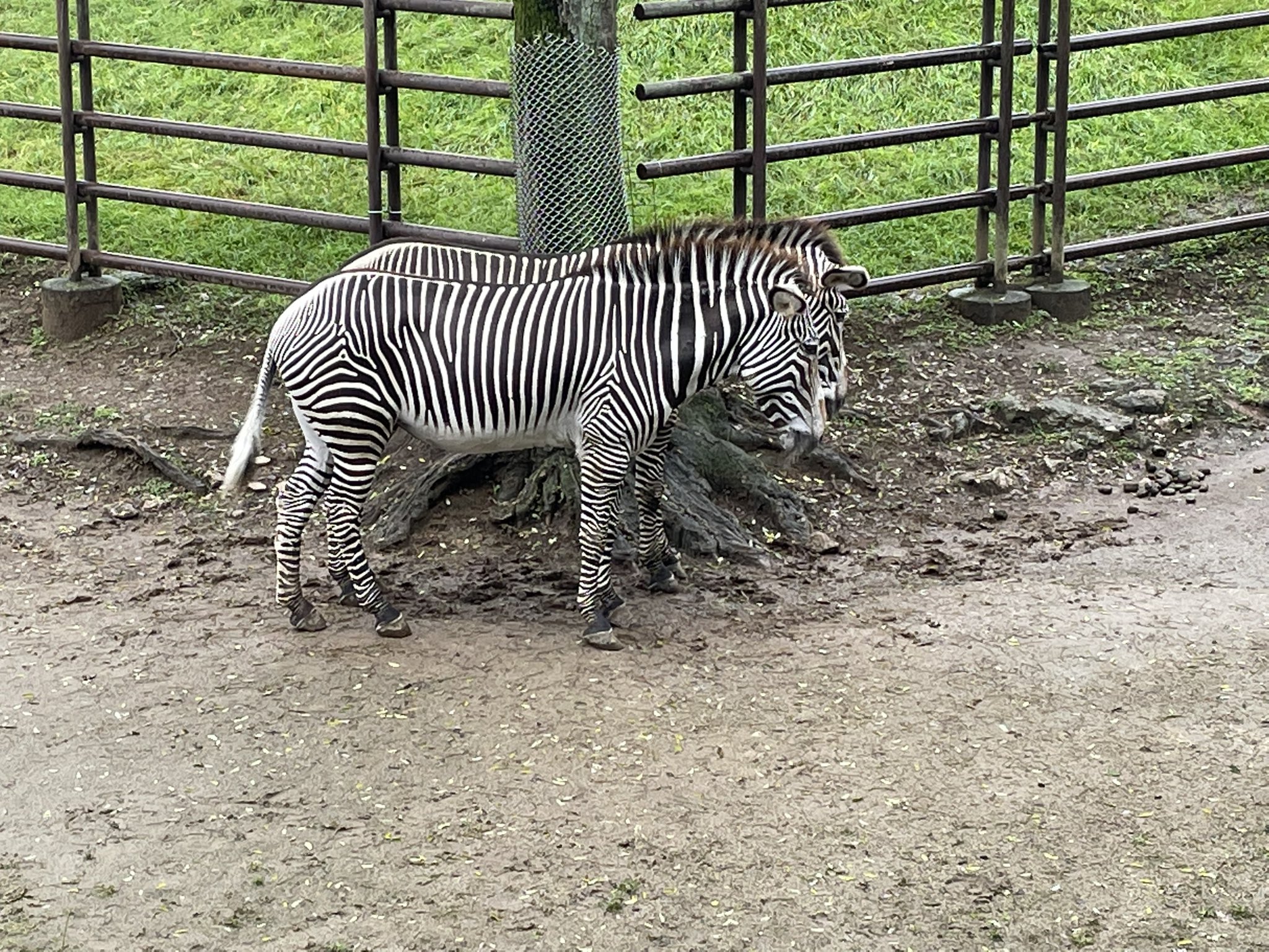 千葉市動物公園 公式 Ar Twitter シマウマが１頭 いや２頭 仲間の側に居ることで縞模様が重なり ライオンなどの捕食者が狙いを定めにくくなる効果があります 飼2 千葉市動物公園 グレビーシマウマ T Co Njhb8bzdzp Twitter