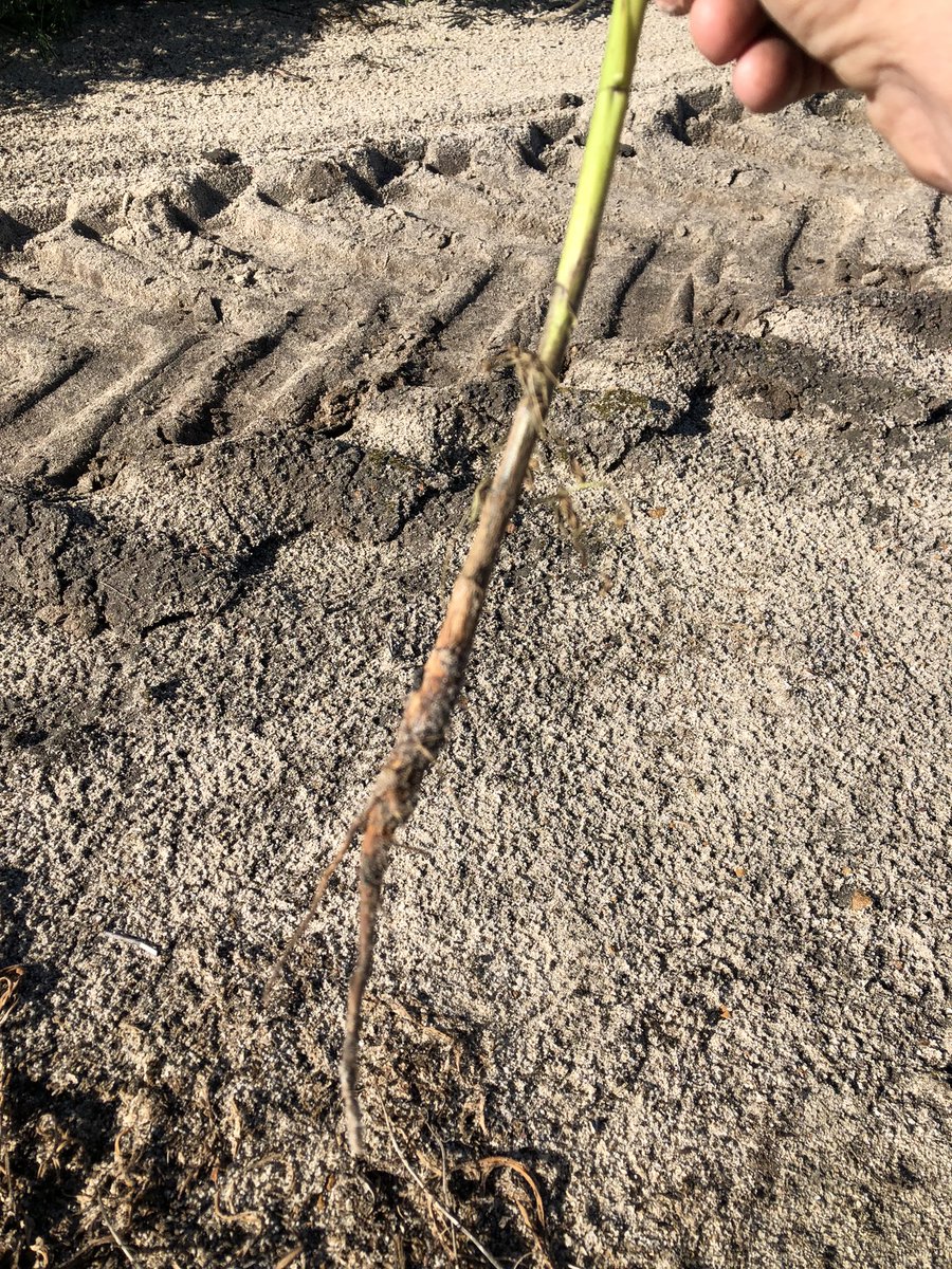 elyaring's tweet image. Seeing a few of these scattered through the paddock - is this Sclero?