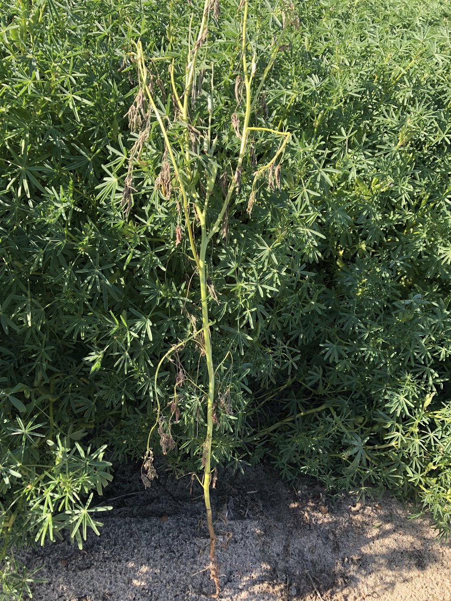 elyaring's tweet image. Seeing a few of these scattered through the paddock - is this Sclero?