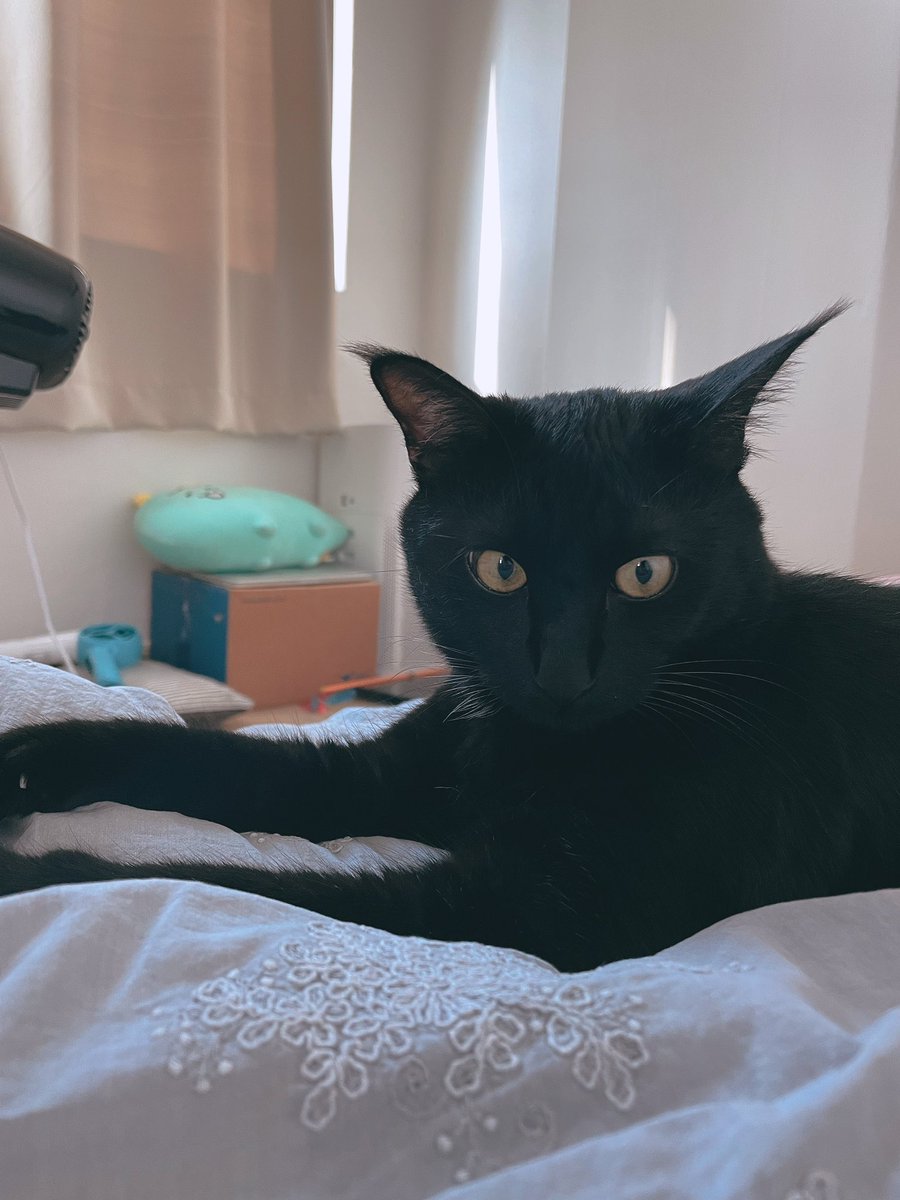 새치 (@koostav) on Twitter photo 