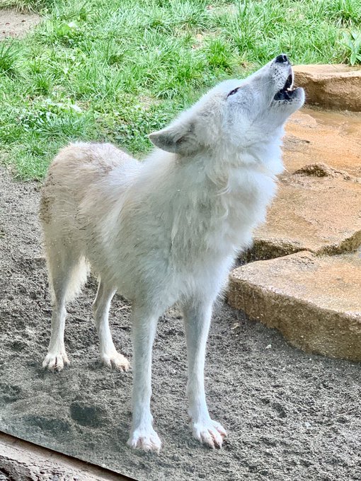 ホッキョクオオカミ の評価や評判 感想など みんなの反応を1日ごとにまとめて紹介 ついラン ホッキョクオオカミ の評価や評判 感想など みんなの反応を1日ごとにまとめて紹介 ついラン