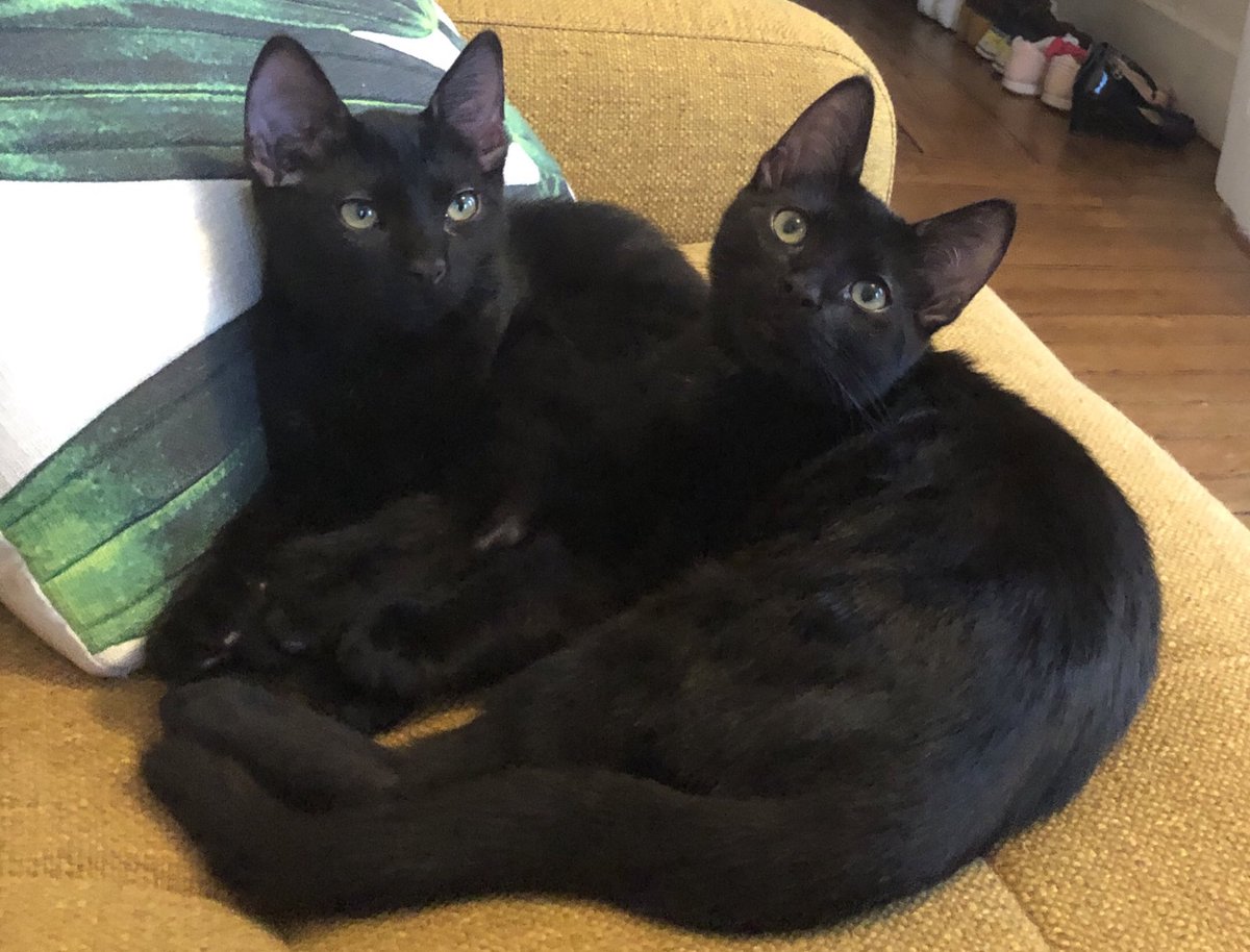 ⚫️Shadow & ⚪️Loki 🐈‍⬛🐈‍⬛ tweet media
