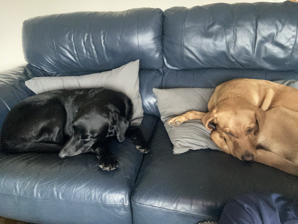 Orange Fox Eventing tweet media