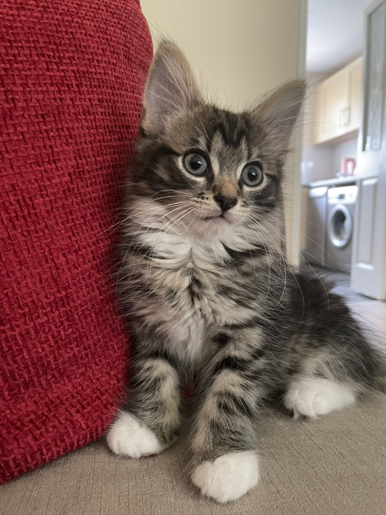 Thor_tabby's tweet image. Hello Twitter! My name is Thor, I’m very smol and new here. #Caturday