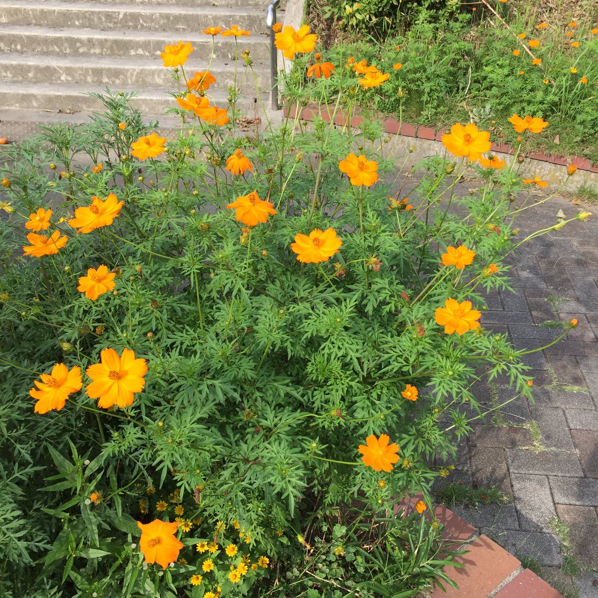 Masashi 近所に咲いていたキバナコスモスの花 Cosmos Sulphureus Flowers That Were Blooming In My Neighborhood キバナコスモス 花 花が好き Cosmossulphureus Flower Blume Fleur Flora Flowerlover Blumenliebe オレンジ色の花 秋の花 秋