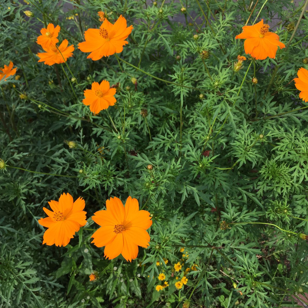 Masashi 近所に咲いていたキバナコスモスの花 Cosmos Sulphureus Flowers That Were Blooming In My Neighborhood キバナコスモス 花 花が好き Cosmossulphureus Flower Blume Fleur Flora Flowerlover Blumenliebe オレンジ色の花 秋の花 秋