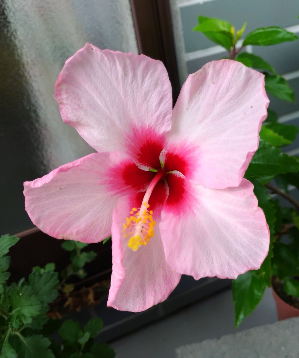 ハイビスカス بحث في تويتر