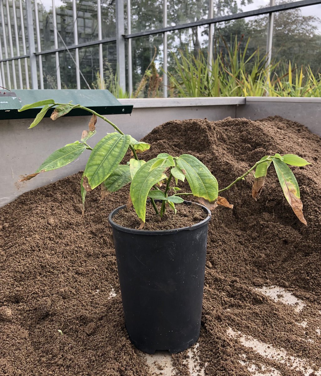 Wow! As I repotted a two year old plant of Thottea siliquosa <a href="/walesbotanic/">🏴󠁧󠁢󠁷󠁬󠁳󠁿 Gardd Cymru 🌿 Garden of Wales</a> I noticed it was flowering, this is a member of #Aristolochiaceae from South Asia. The seed was kindly donated by <a href="/tudresden_de/">TU Dresden</a> - I can’t believe how fast it bloomed from seed!