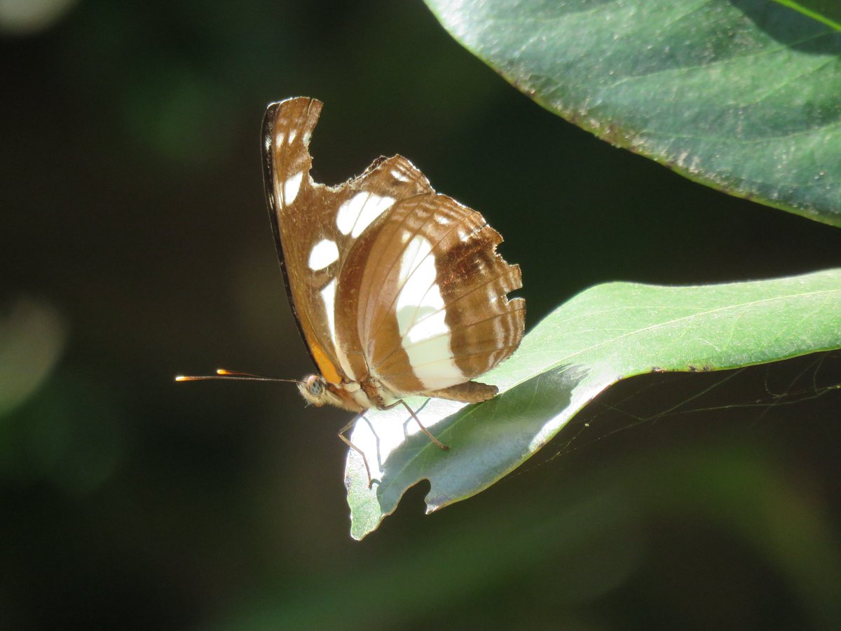 Anthony Walton's Nature Photography tweet media