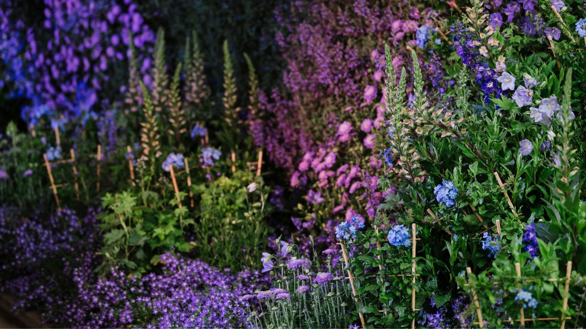 RBKC's tweet photo. The world’s greatest flower show is back, from Tues 21 to Sun 26 September. 🌸

Chelsea Flower Show will be held with the usual cutting-edge garden design, fabulous floral displays &amp; shopping opportunities. 

Learn more: https://t.co/MpWdkVf95B

#KCSummerofLove #OurRBKC
@The_RHS https://t.co/XLuIu66VHx