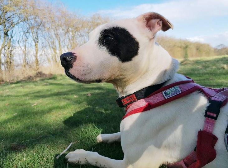 Animal Adoptions UK 🐕‍🦺🐈🐎❤️ tweet media