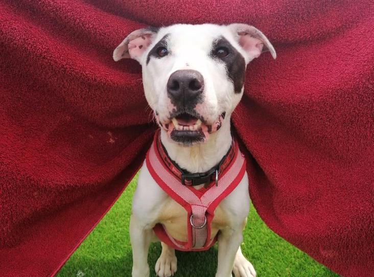 Animal Adoptions UK 🐕‍🦺🐈🐎❤️ tweet media