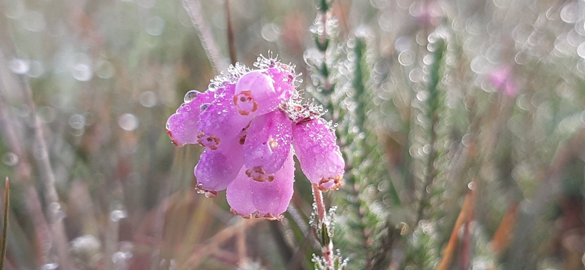 Goid morning from the New Forest. It's not all Forest!