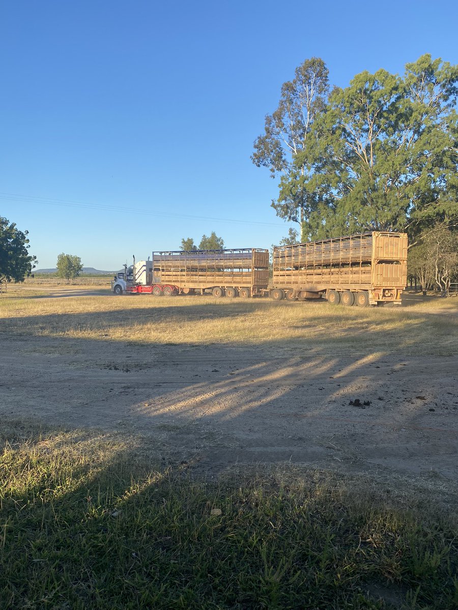 netley_farm's tweet photo. The new kids on the block have arrived! 
#wagyu #wagyusteers #soilhealth #soilhealthmatters #soilcarbon #regenerativeagriculture #holisticplannedgrazing #highintensitygrazing #centralqld #regenerativefarming https://t.co/V1iCK6nksA