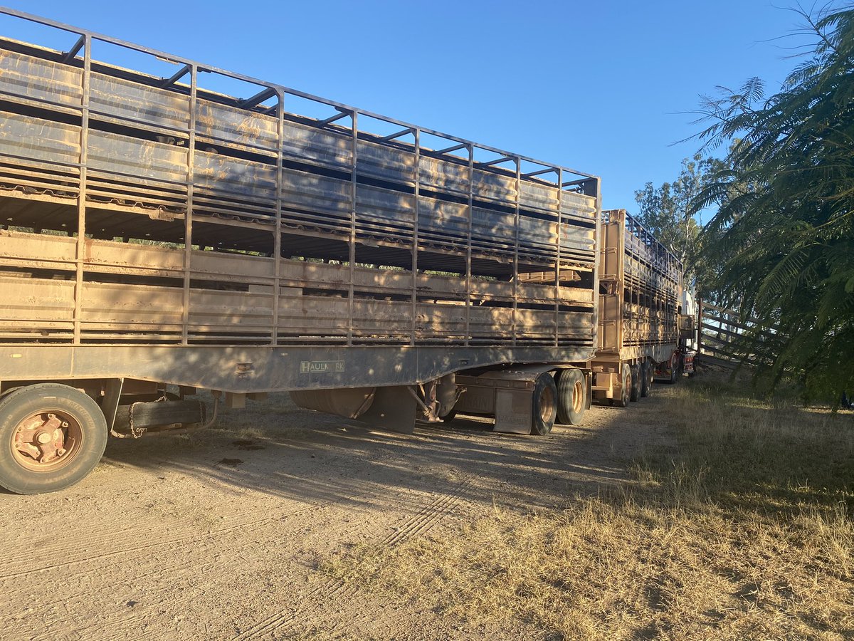 netley_farm's tweet photo. The new kids on the block have arrived! 
#wagyu #wagyusteers #soilhealth #soilhealthmatters #soilcarbon #regenerativeagriculture #holisticplannedgrazing #highintensitygrazing #centralqld #regenerativefarming https://t.co/V1iCK6nksA