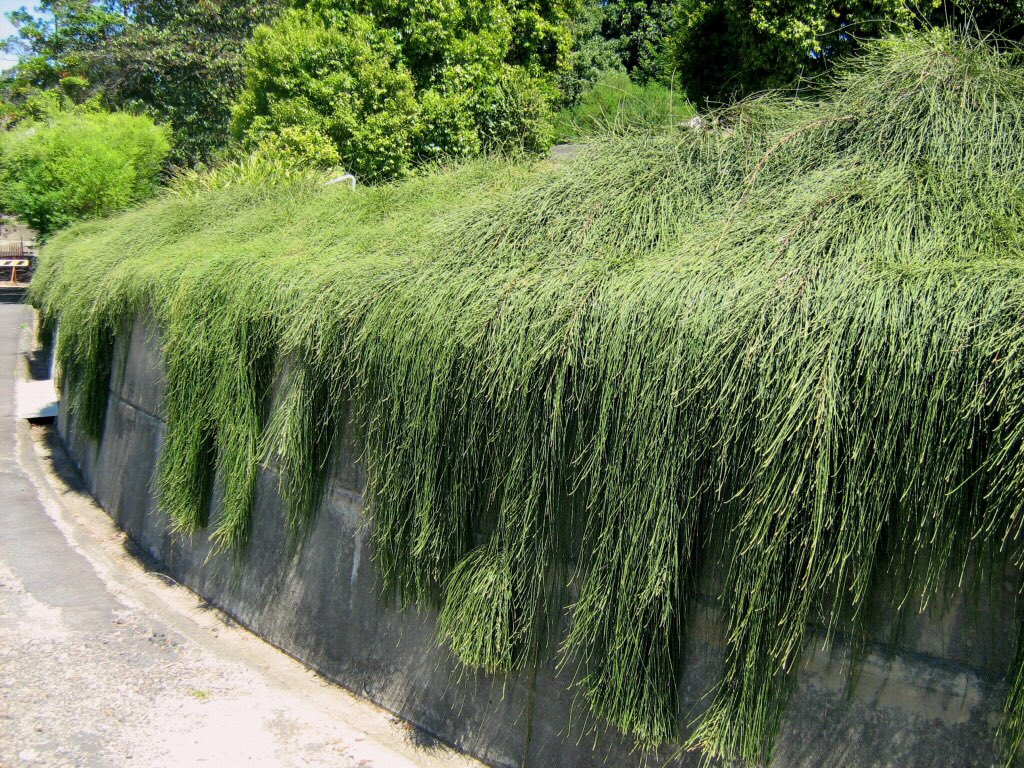 tweeters, anyone know if Casuarina glauca prostrate forms Kattang Karpet / Cousin it / Shagpile produce as much pollen as Casuarina tree form? must avoid rhinitis! ground cover area approx 50 linear metres over wall. Any tips please? <a href="/CanberraPollen/">Canberra Pollen</a> @thatpollenguy @bidgeewidgee