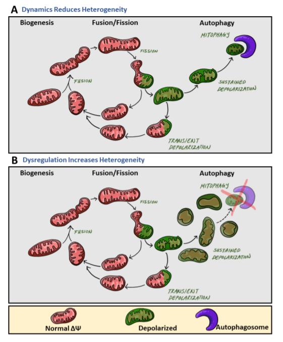 Biology_MDPI's tweet photo. Mitochondrial Heterogeneity in Metabolic Diseases https://t.co/LcTROyrx1U ##mdpibiology via @Biology_MDPI @UCLA @UofCalifornia
#mitochondria #heterogeneity #subpopulations #lipotoxicity #type2diabetes #KidneyDisease #morphology #membrane_potential #calcium https://t.co/Lyc7iHllwJ