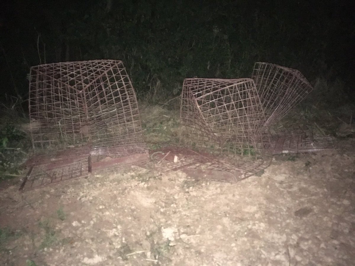 Three #badgercull cage traps put out of action!

📷: Calder Valley Hunt Saboteurs