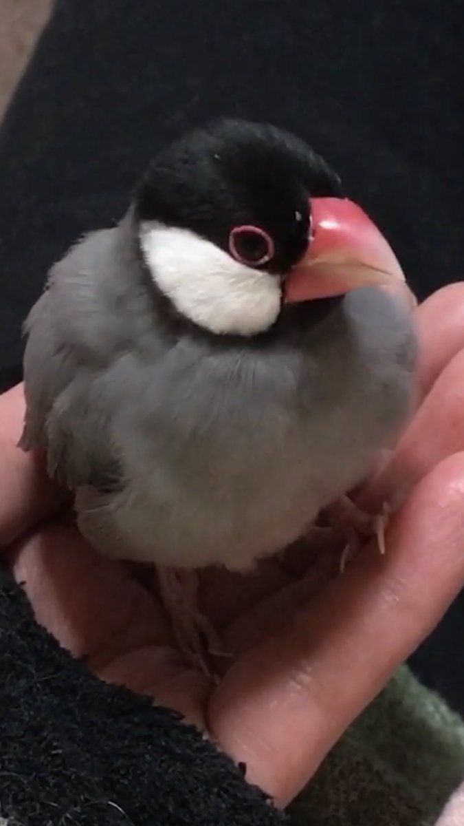 桜文鳥 桜文鳥
