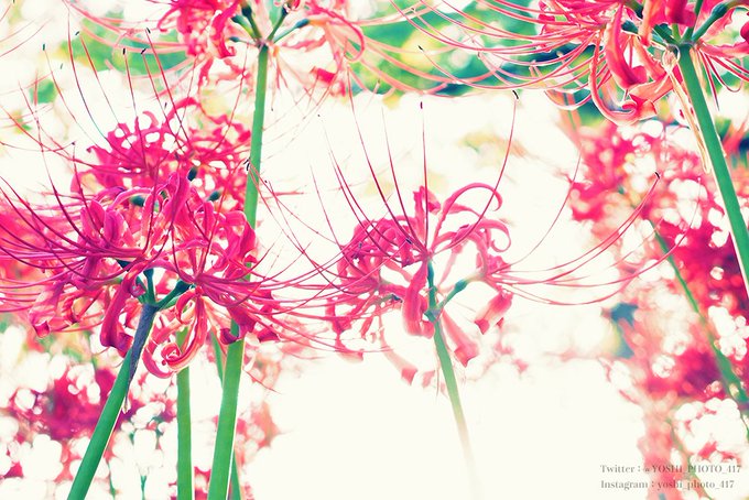 曼珠沙華のtwitterイラスト検索結果 古い順