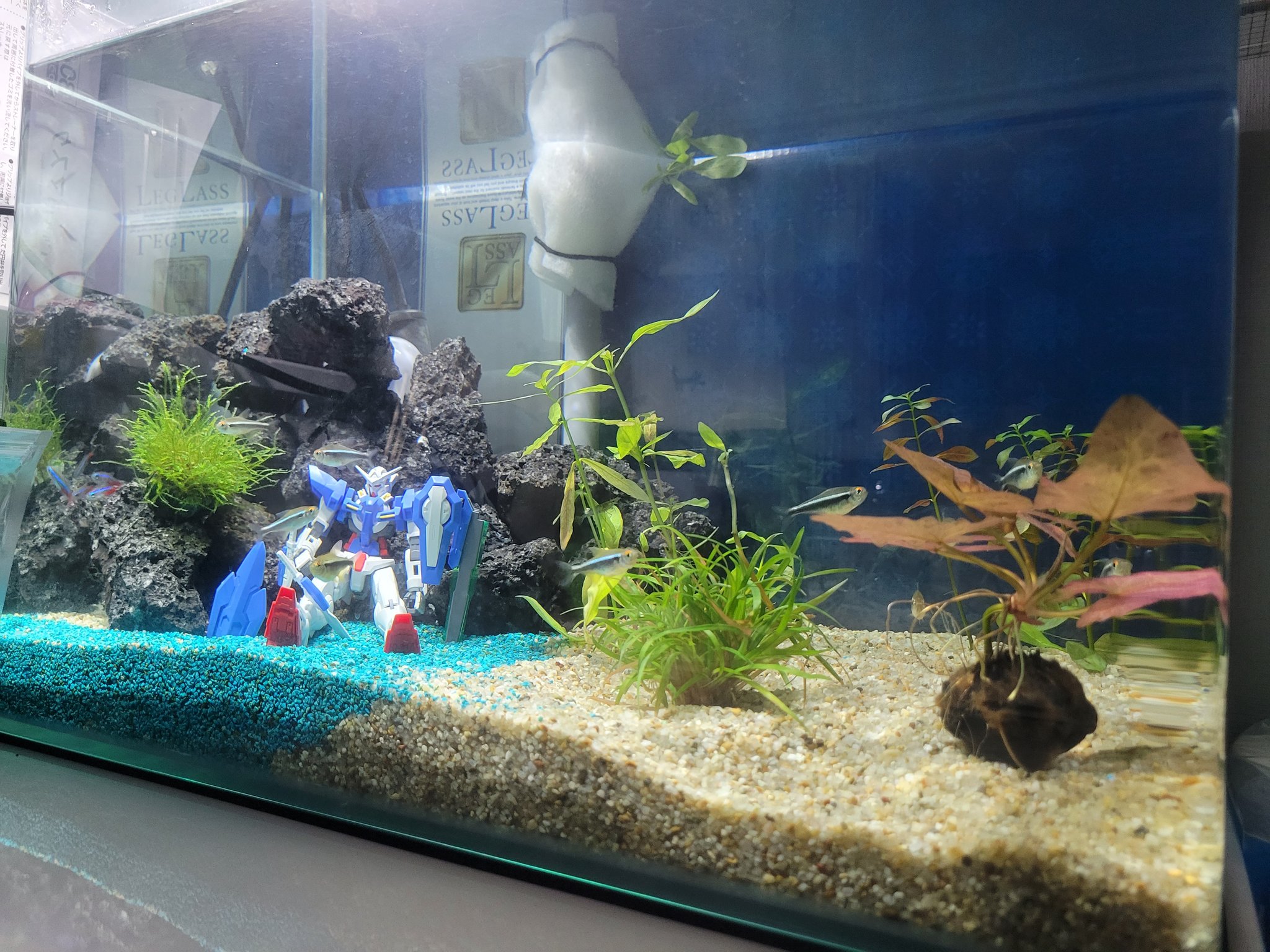 初めてのアクアリウム Twitter Search Twitter