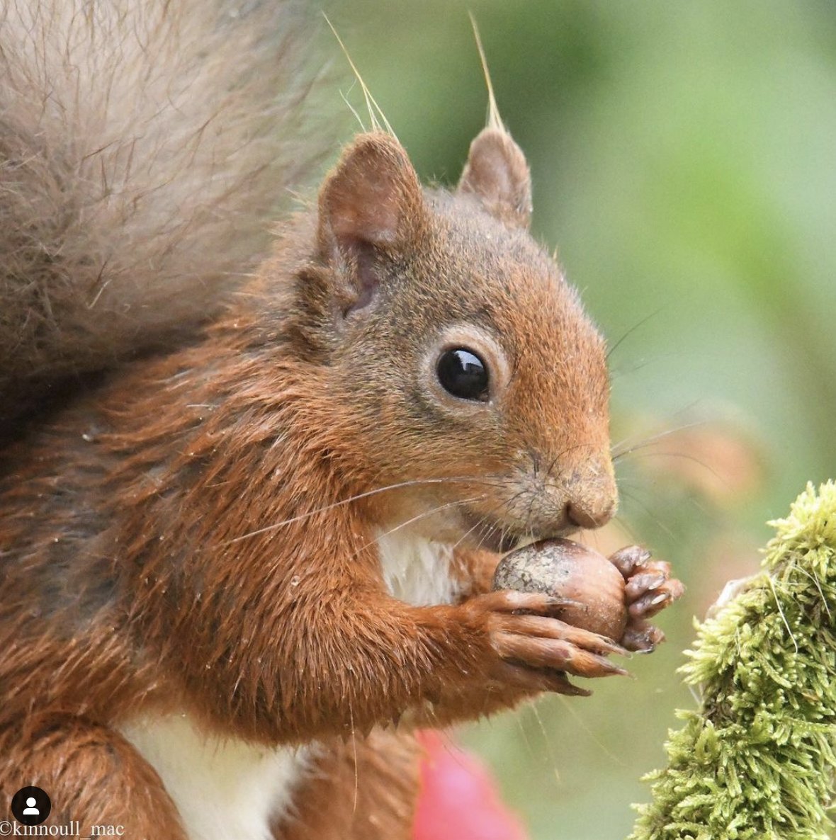 Contribute to nature surveys and citizen science. Reporting sightings of species such as red squirrels is crucial to help build a picture of where wildlife is (and isn’t). #MakeSpaceForNature #1TipADay 💚🐿️ 
​Thanks to <a href="/kinnoull_mac/">Marian</a> on Instagram for a great photo! 🤩📷