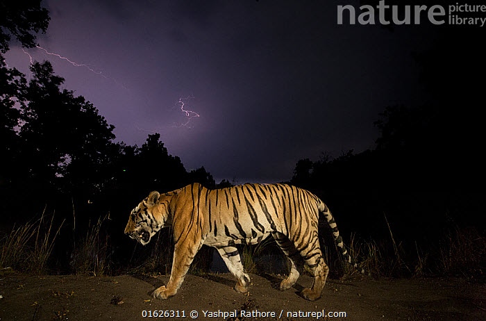 This beautiful tiger 🐯shot is just one of 26 great photos featuring in the COP26 Countdown Photography Competition. Don't miss your chance to vote! 

naturepl.com/blog/2021/09/1…

#climatechange #COP26 #savetheplanet #climate #climatecrisis #tigerphotos #yashpalrathore @EarthProj2050