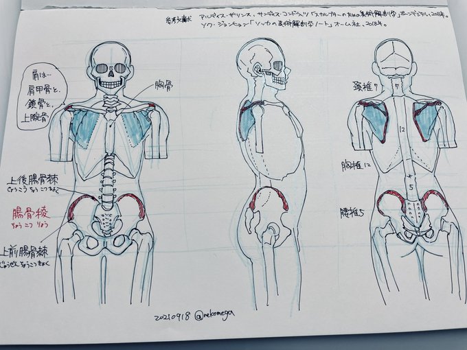 今日はデッサン1回目。
正直昔の乏しい知識のままなので一から勉強し直さないと…がんばります
#ねこぐちデッサン日記 
