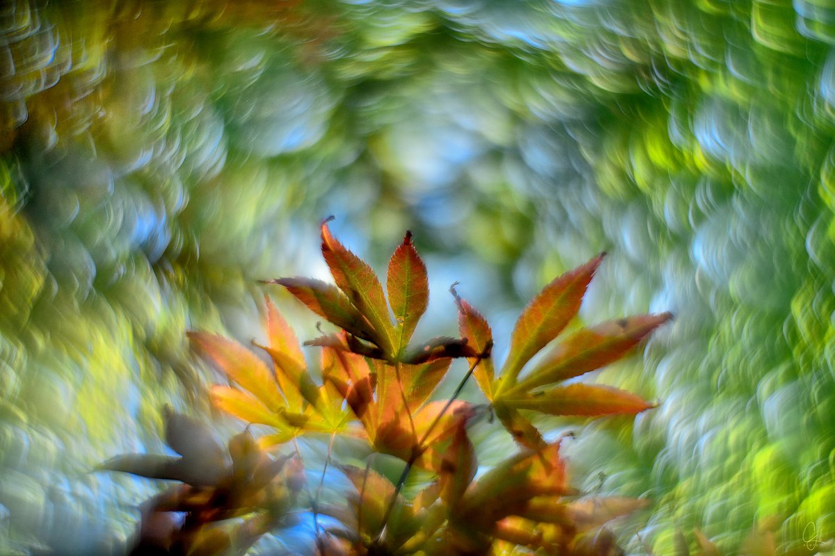 cesarllaneza's tweet photo. "Maple Dream series"
© Photollaneza 2021
#nature #lovetree #acerpalmatun #acerjapan #acerpolimorfo #bokeh #flora #intimatebranch #intimatelandscapes #vintagelens #swirlybokeh #forest #enjoythenature #whitebalance #naturecreativity #creativity #rawpicture #camerawork https://t.co/O4VY4wSp5N
