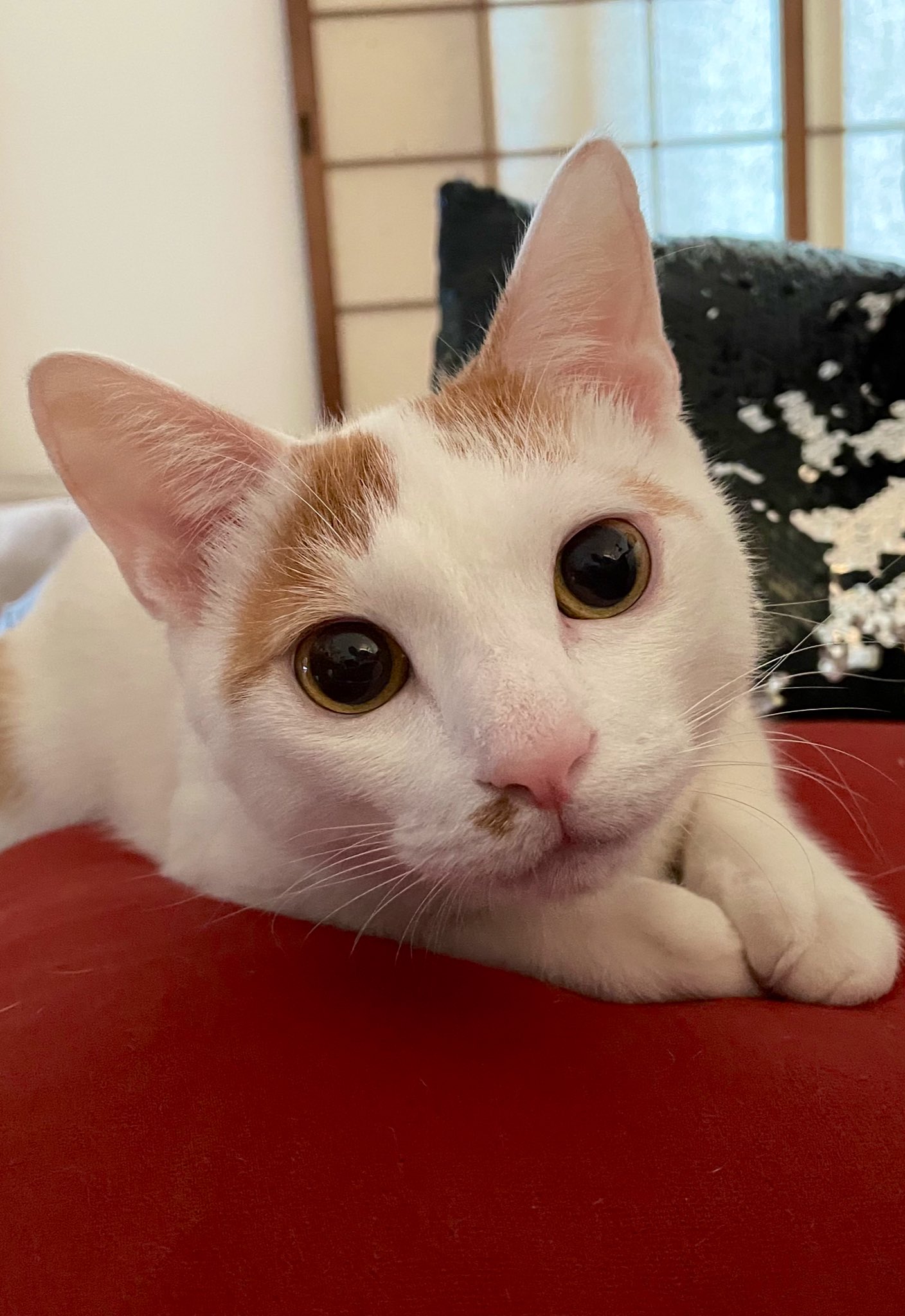 かっこいい猫 Twitter Search Twitter