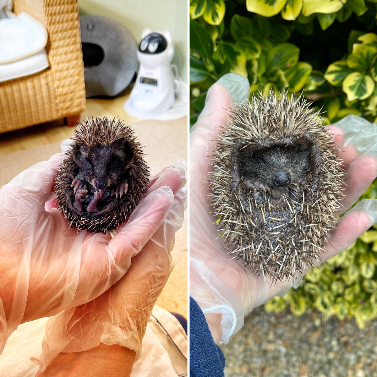 In just a week Muffin has increased her bodyweight by over 50% & has transformed from a hoglet into a perfect miniature #hedgehog #wildlife #hedgehogs