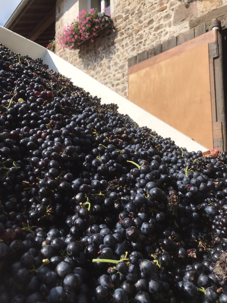 Vendanges 2021 #beaujolais