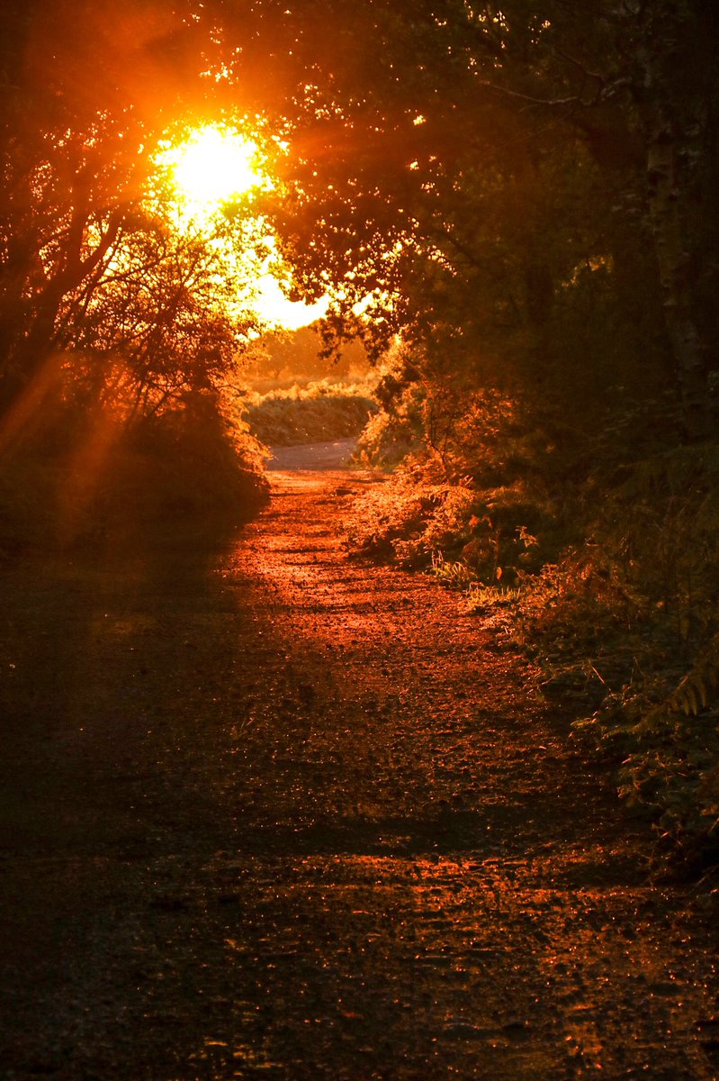 lanmijo's tweet photo. Tunnel of light through some trees on a drive home - just had to stop! #treesoflight #TreeClub #treephotography #NaturePhotography #treesforLife #TwitterNatureCommunity @WoodlandTrust @365DaysWild @Team4Nature https://t.co/9NTGE0ataF
