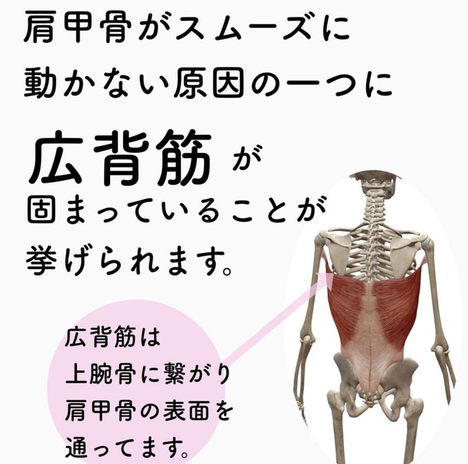 広背筋のtwitterイラスト検索結果