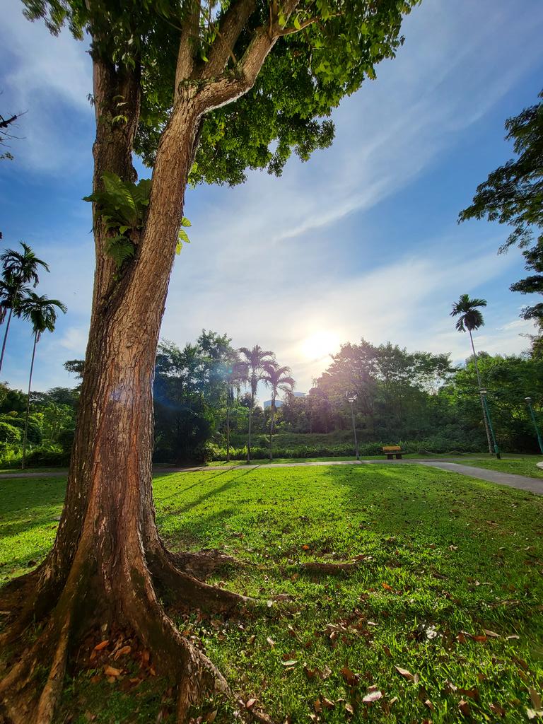 Golden_Reviewer's tweet image. Daylight comparison
1,3 from #GalaxyZFold3
2,4 from #iPhone12ProMax
HDR auto on